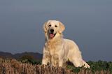 GOLDEN RETRIEVER 867